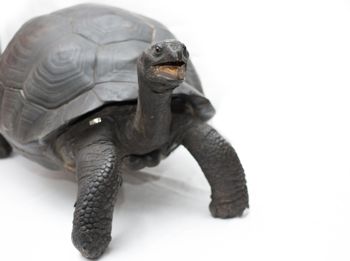 Media type: image;   Herpetology R-11088